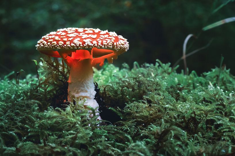 Fliegenpilz mit Licht im Moos von Fotografiecor .nl
