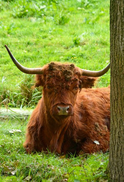 Portrait of a brown Scottish Highlander in the grass by Trinet Uzun
