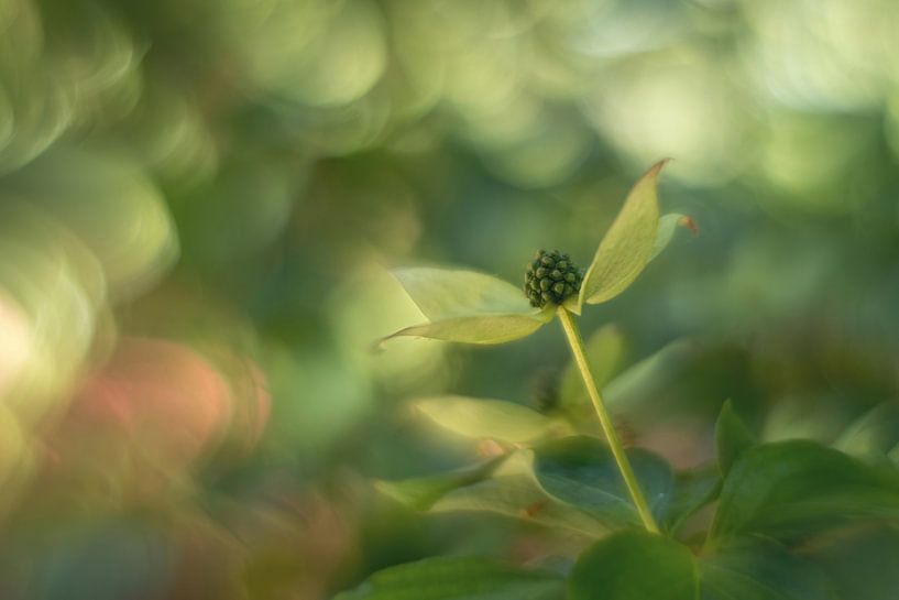 The Dogwood by Mieke Geurts-Korsten