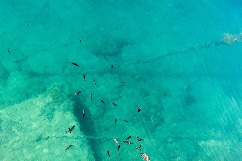 fish by Johan Honders