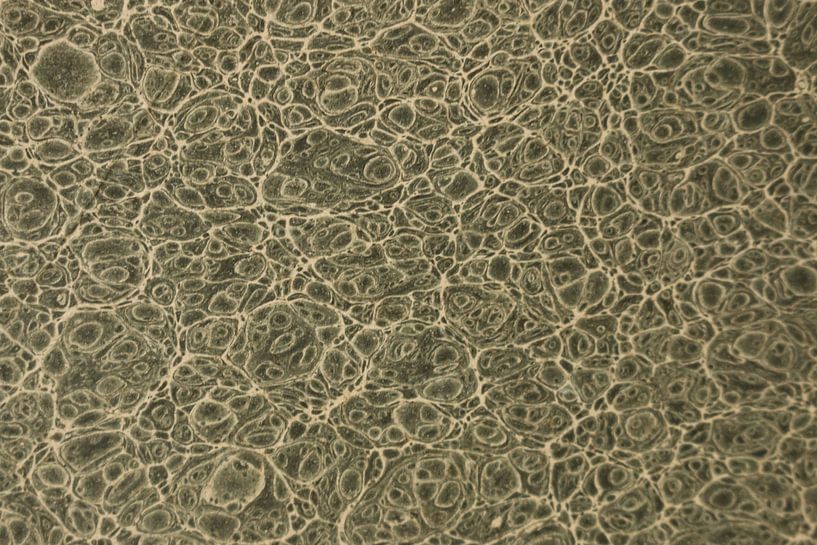 Digital art pattern colored marbled cells by Michael Godlewski