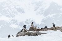 Gentoo Penguins Antarctica for mountain
