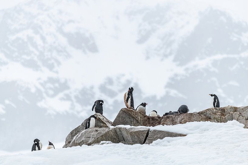Manchots Gentoo Antarctique pour la montagne par Nanda Bussers