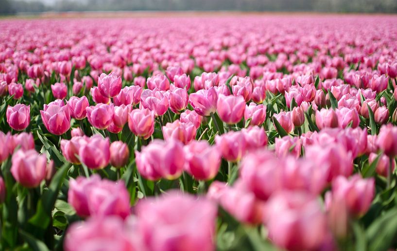 Rosa Tulpen im Blumenzwiebelfeld von RB-Photography