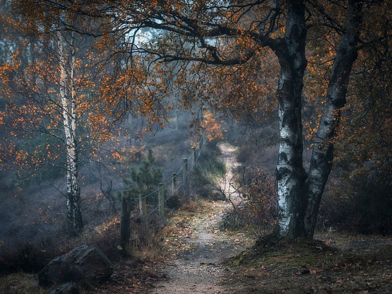 Crispy colors by Erik de Jong