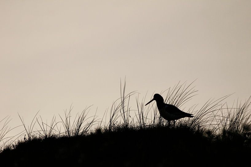 Austernfischer auf Düne auf Vlieland von De_Taal_Fotograaf