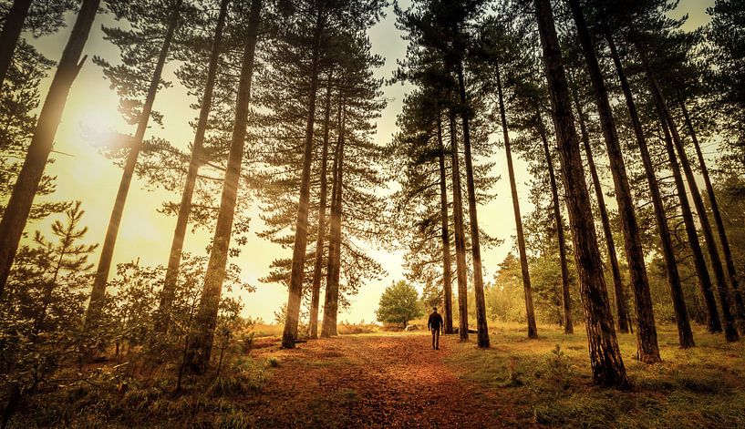 alleen in het bos von Johan Strijckers