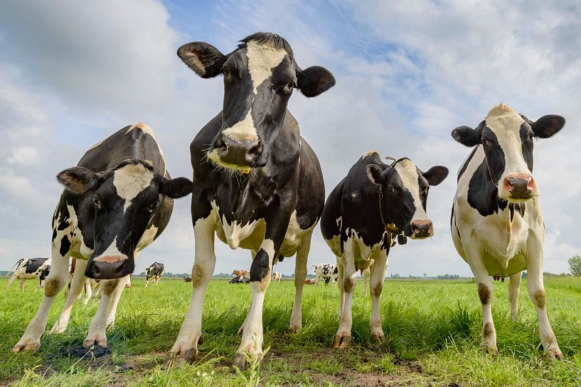 Cows in a field during a beautiful springtime day by Sjoerd van der Wal Photography