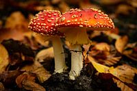 Ambiances automnales en forêt - Agrile de la mouche