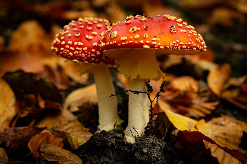 Ambiances automnales en forêt - Agrile de la mouche par Yvonne Gardner