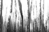 Bomen vol herinneringen 1