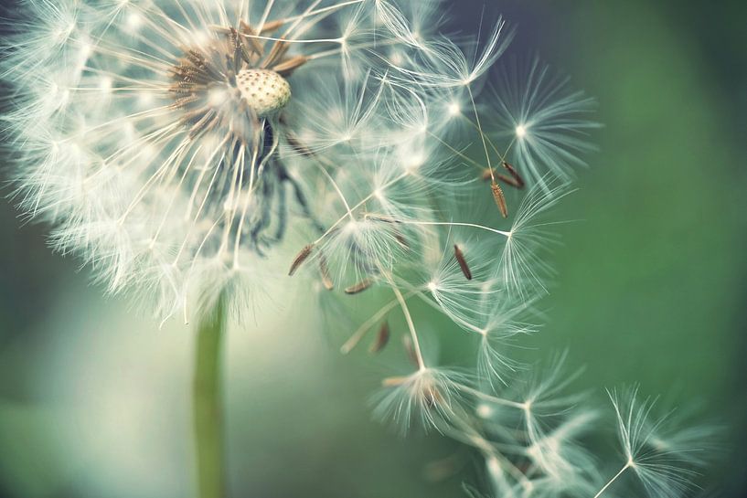 Pissenlit avec ombrelle volante par Julia Delgado