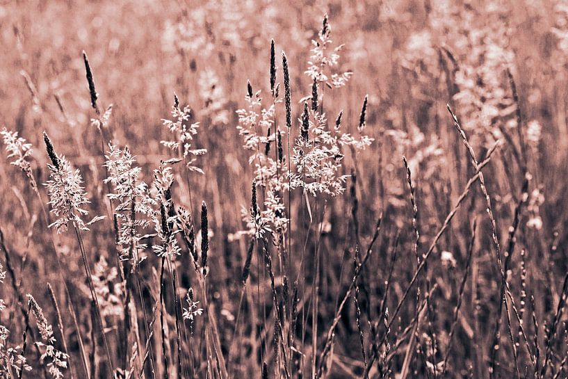 Wilde Wiese mit Gräsern - Mocha Mousse von Silva Wischeropp