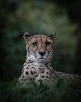Cheeta