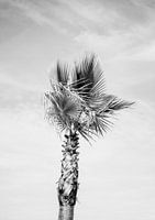 Arbre à palmes noir et blanc