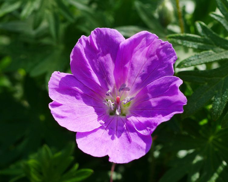A pink garden geranium. by Wim vd Neut