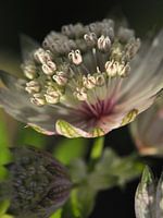 Close-up bloem Zeeuws Knoopje (Astrantia)