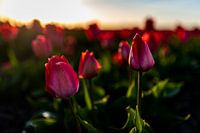 Colourful dutch tulip fields
