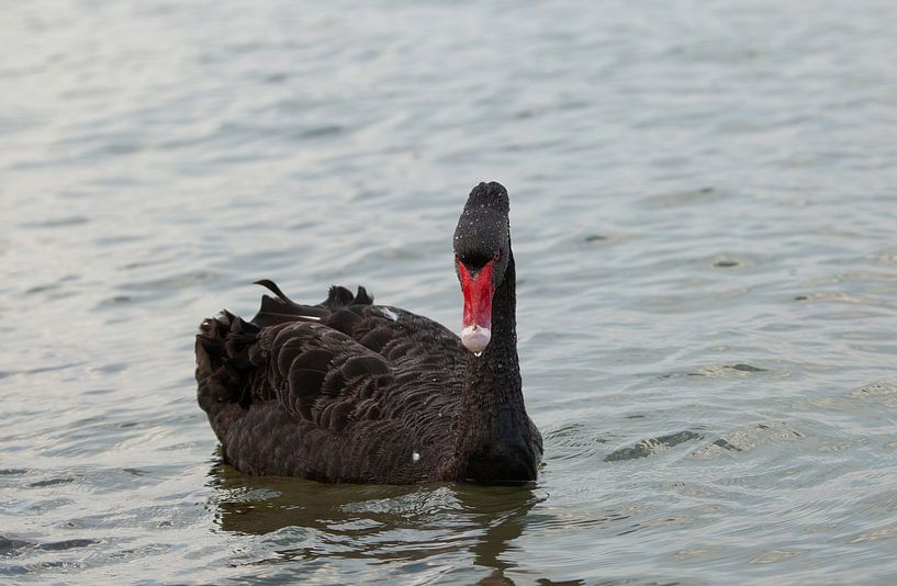 Le cygne noir par Corrie Post