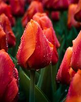 Champ de tulipes rouge