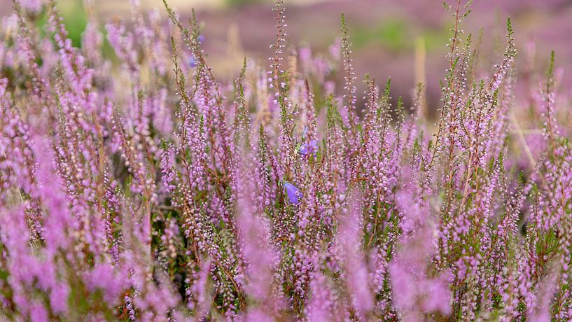 Photographie macro... par Bert v.d. Kraats Fotografie