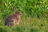 A Sunlit Rabbit In a Park in Amsterdam