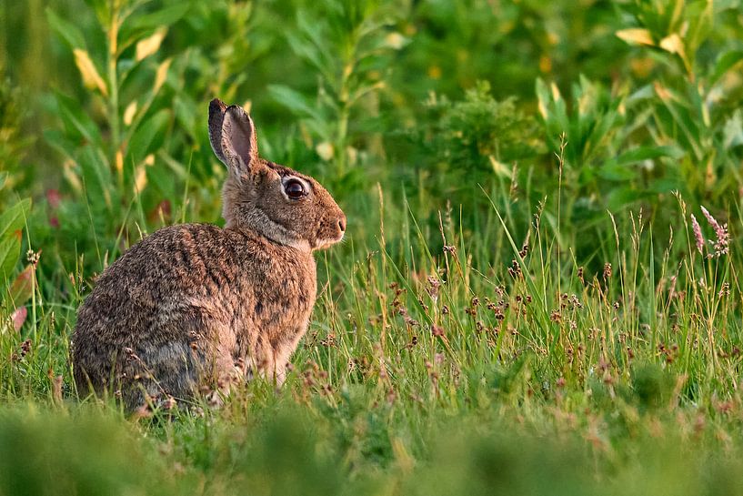 A Sunlit Rabbit In a Park in Amsterdam by Dushyant Mehta