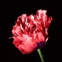 Roter Doppelschlafball