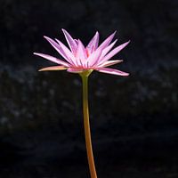Pink flower with dark background