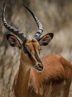 Photo portrait de springbok dans le parc national d'Etosha