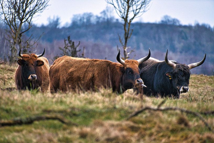 Highland cattle in a meadow by Martin Köbsch