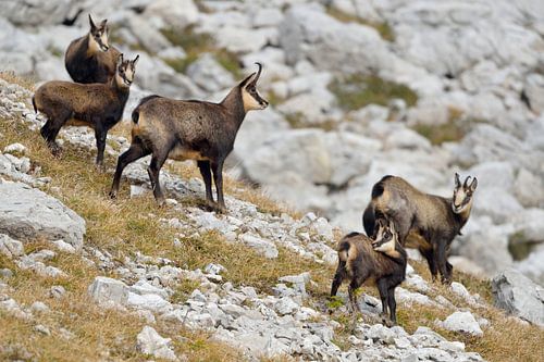 Chamois ( Rupicapra rupicapra ), vieux et jeunes animaux, Alpes de l'Allgäu, Allemagne. sur wunderbare Erde