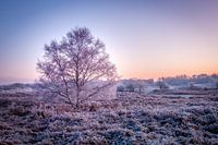 Dunes d'approvisionnement en eau d'Amsterdam