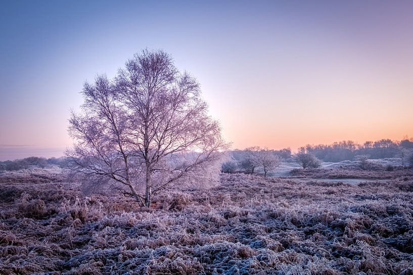 Amsterdam Water Supply Dunes by martin slagveld