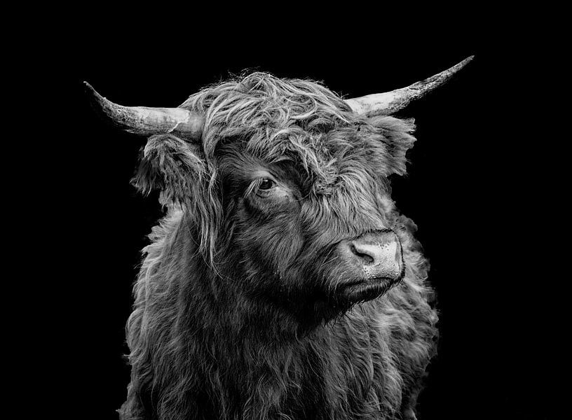 Scottish Highlander by Evelien van der Horst