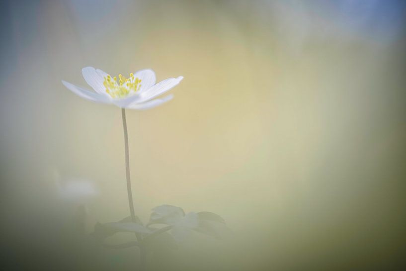 Wood anemone by Miranda Rijnen Fotografie