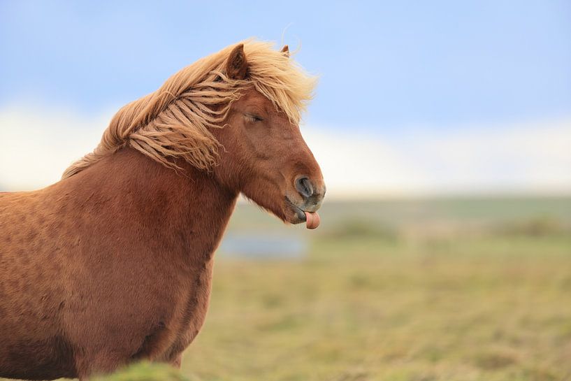 Icelandic horse on a meadow by Frank Fichtmüller