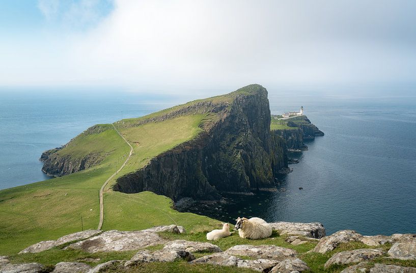 Schafe vor Neist Point von Roelof Nijholt