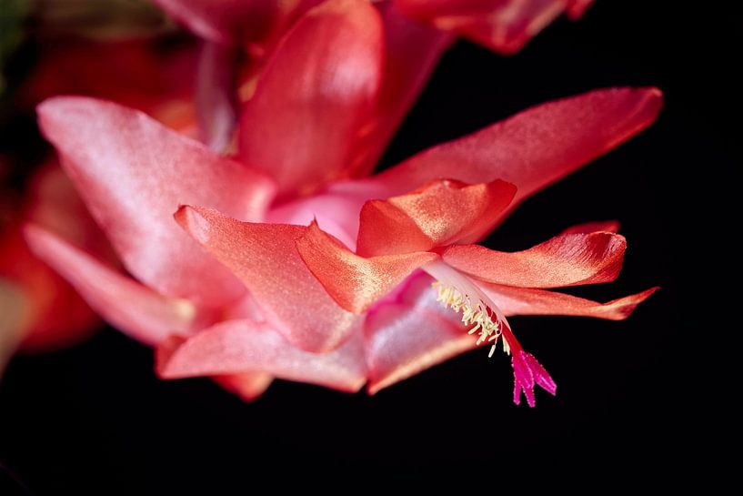 Cactus à fleurs par Rob Boon