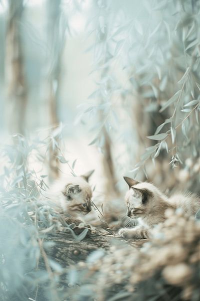 Tender Blue - Kittens and Calmness by Karina Brouwer