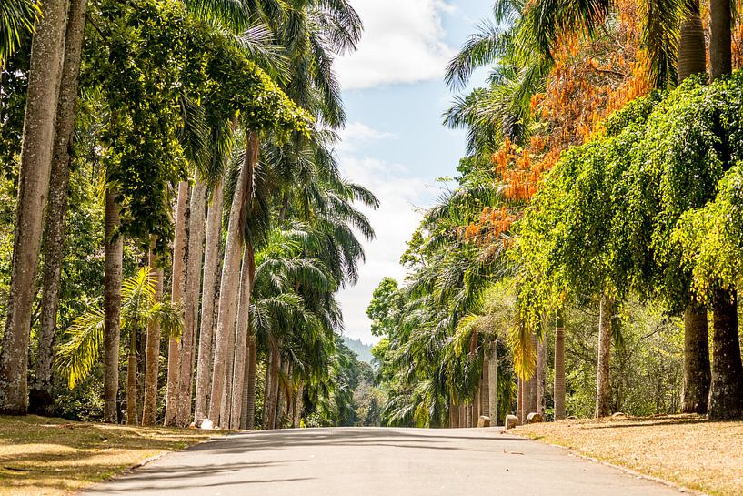 Road through a botanic garden with many different trees an colors in Colombo, Sri Lanka by Hein Fleuren