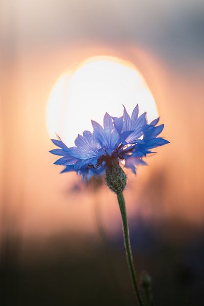 Cornflower Sun Lantern by Rudolfo Dalamicio