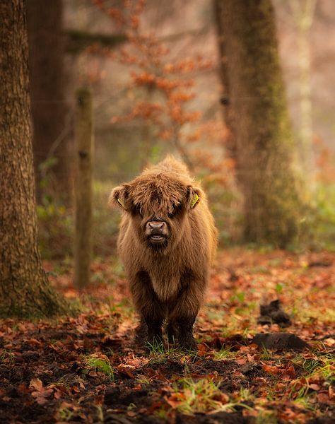 Scottish Highlander calf in autumn colours by KB Design & Photography (Karen Brouwer)