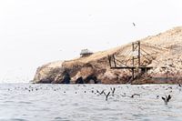 Seevögel auf den Islas Ballestas, Peru