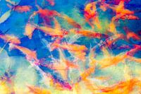 The Most Colorful Koi