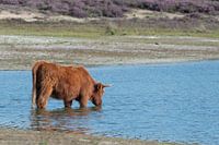 Schottische Highlander