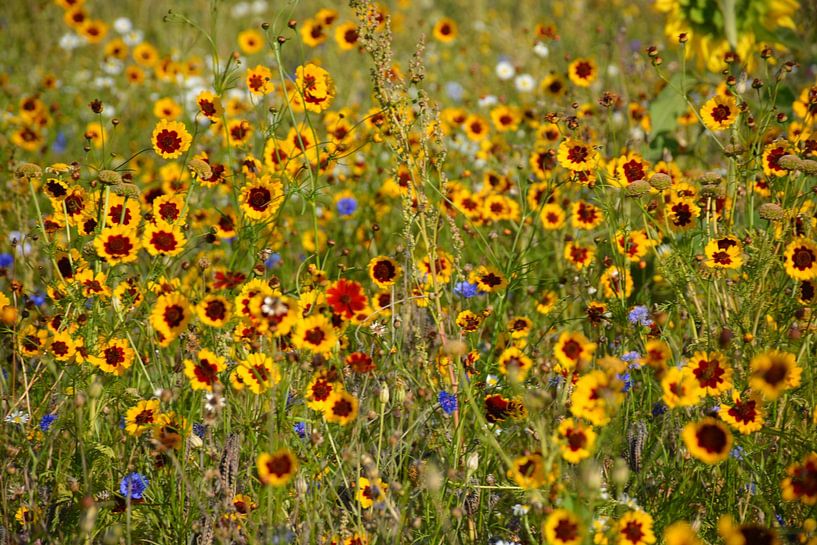 wild flowers by Henriette Tischler van Sleen