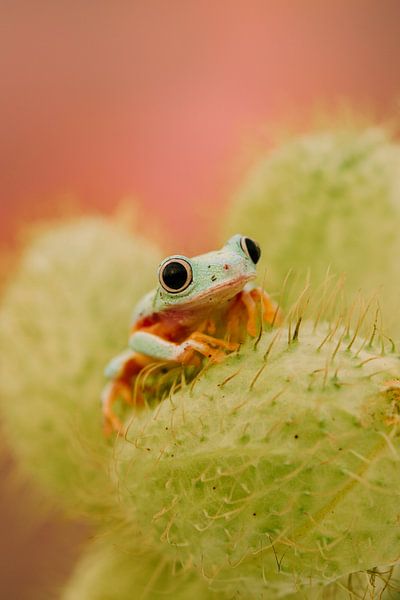 grüner Frosch von Rachel Fotografie