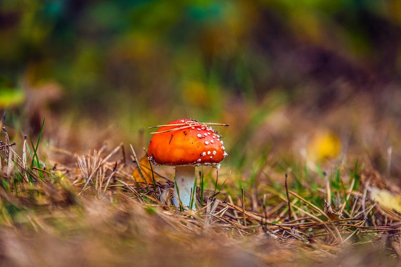 Pilz in Herbstlandschaft von Bas Fransen