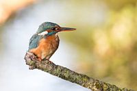 Vögel - Eisvogel-Frau nennt das Männchen